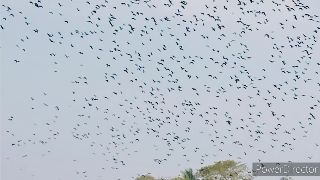 Beautiful guest bird in our norosonda river