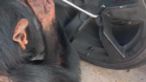 Monkey fixing the car. Unbelievable insane 😳