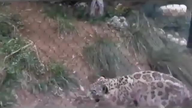 Big cat are still cat