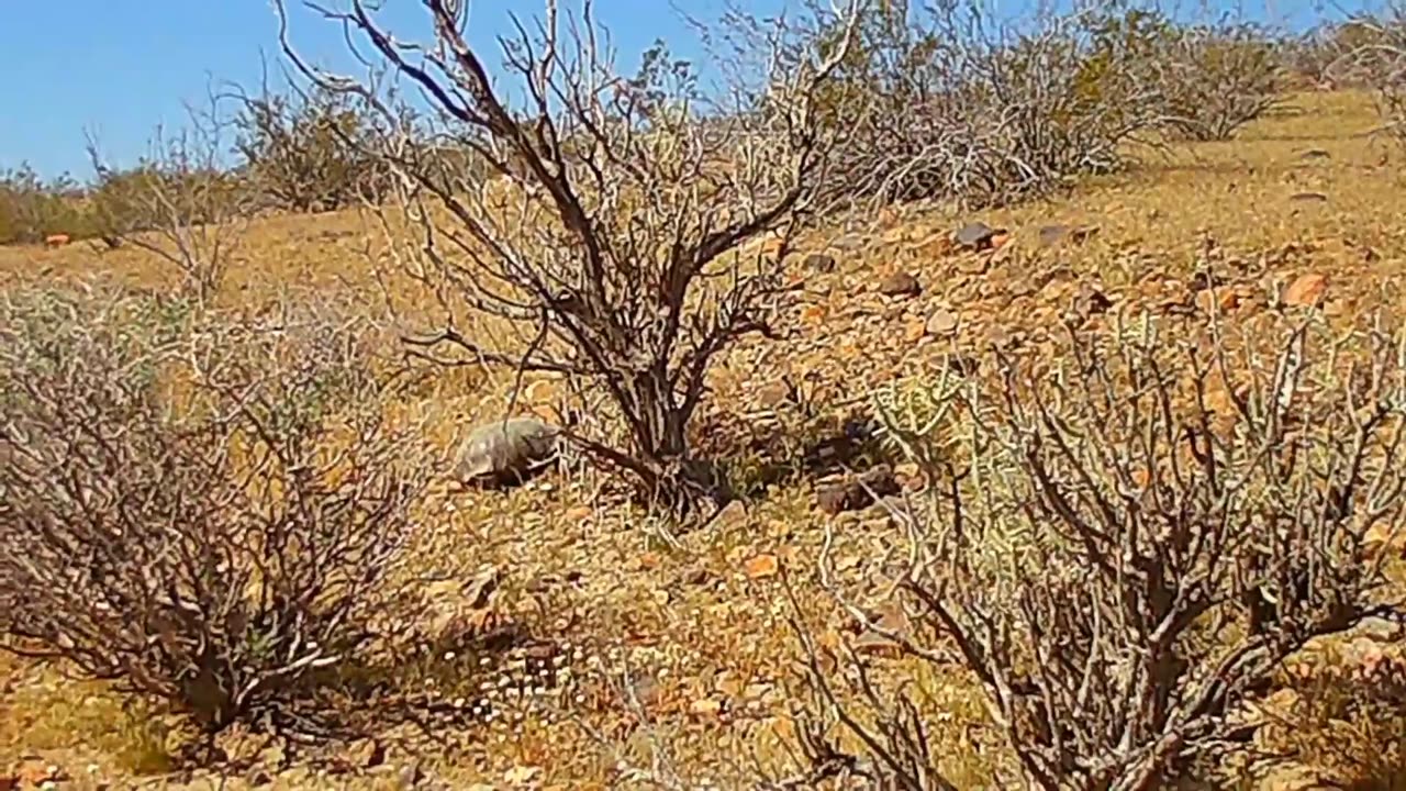 Big tortoise VS little Tortoise. Desert life