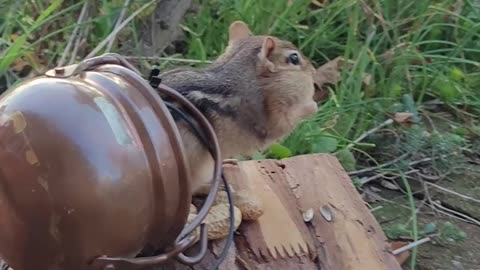 chipmunk blooper! he didn't seem to mind the fall since it meant extra peanuts