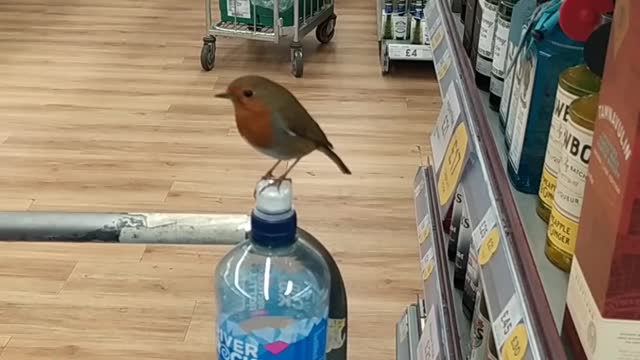 Little robin visits alcohol section in the supermarket