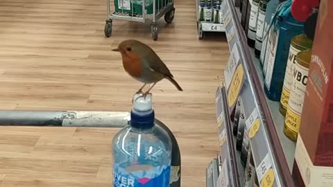 Little robin visits alcohol section in the supermarket