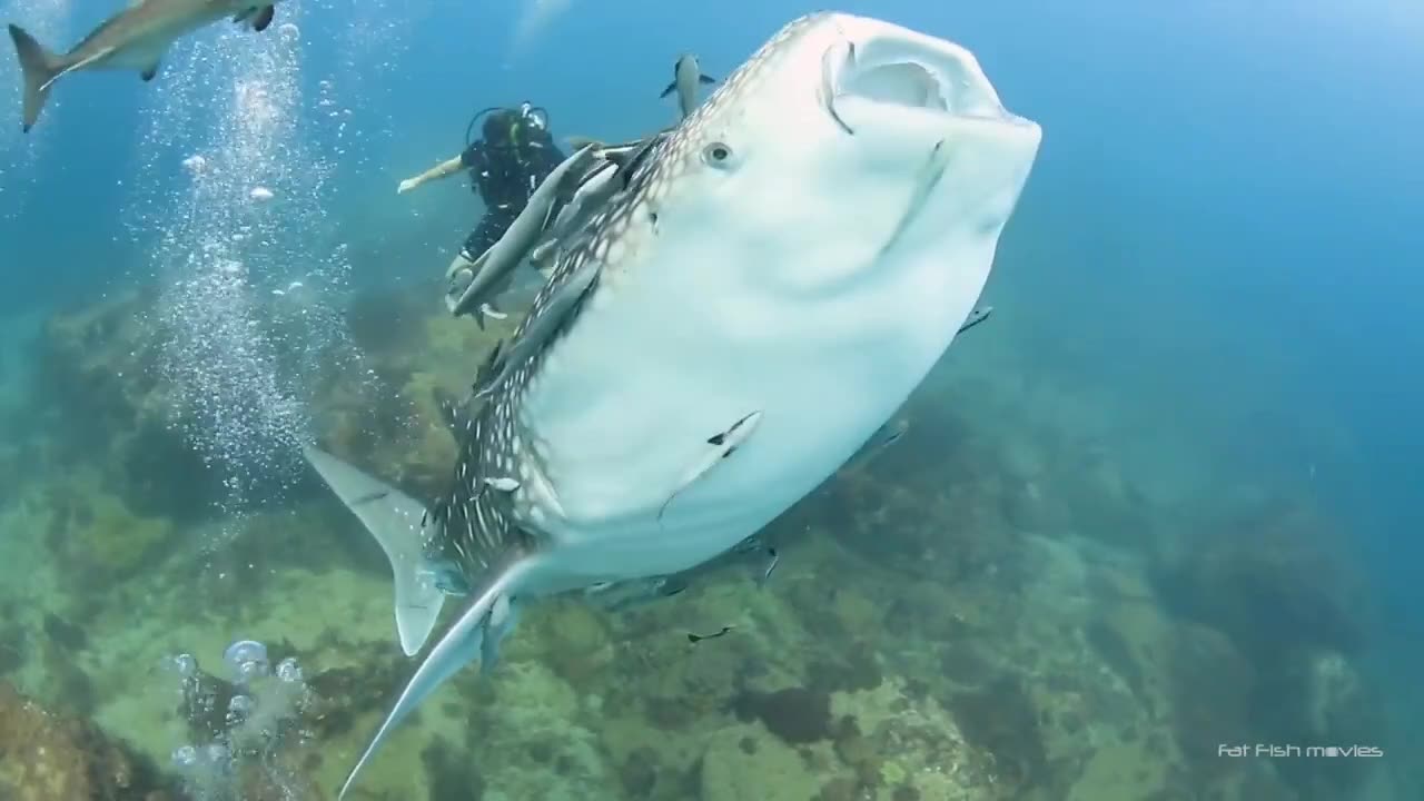 Friendly Baby Whale Shark