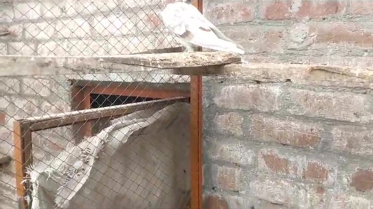 Beautifulpigeon breeder pair best flying