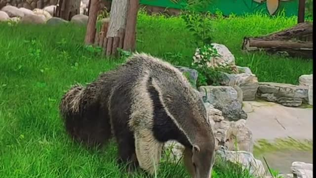 anteaters