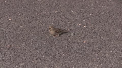 Moineau espagnol (Passer h. hispaniolensis) Spanish Sparrow