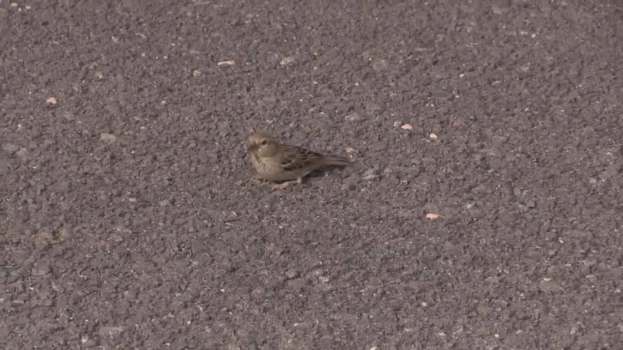 Moineau espagnol (Passer h. hispaniolensis) Spanish Sparrow