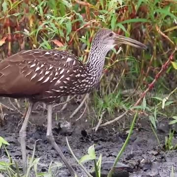 We have a shell expert!
