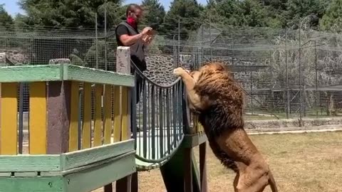 Lion playing