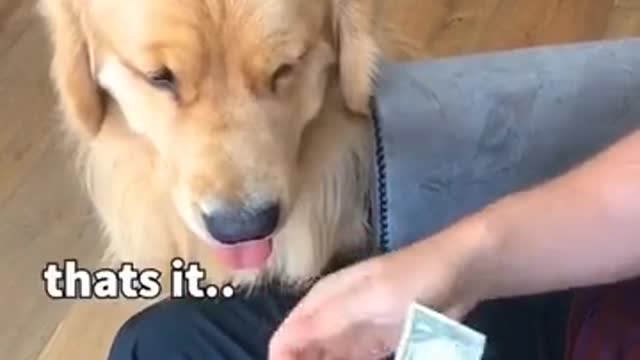 Funny&smart dog and cat video compilation