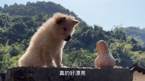 Cute little dog