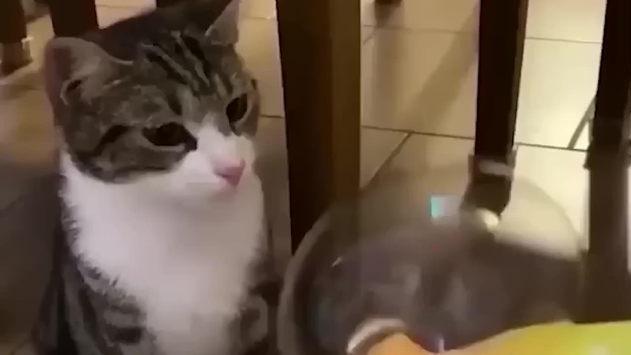 Most Funny Video