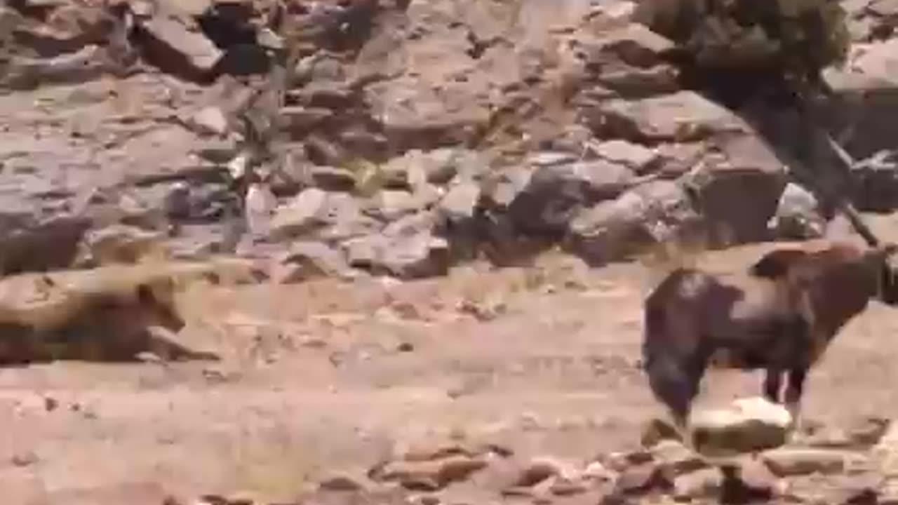 These two lions are hoping for an easy lunch...