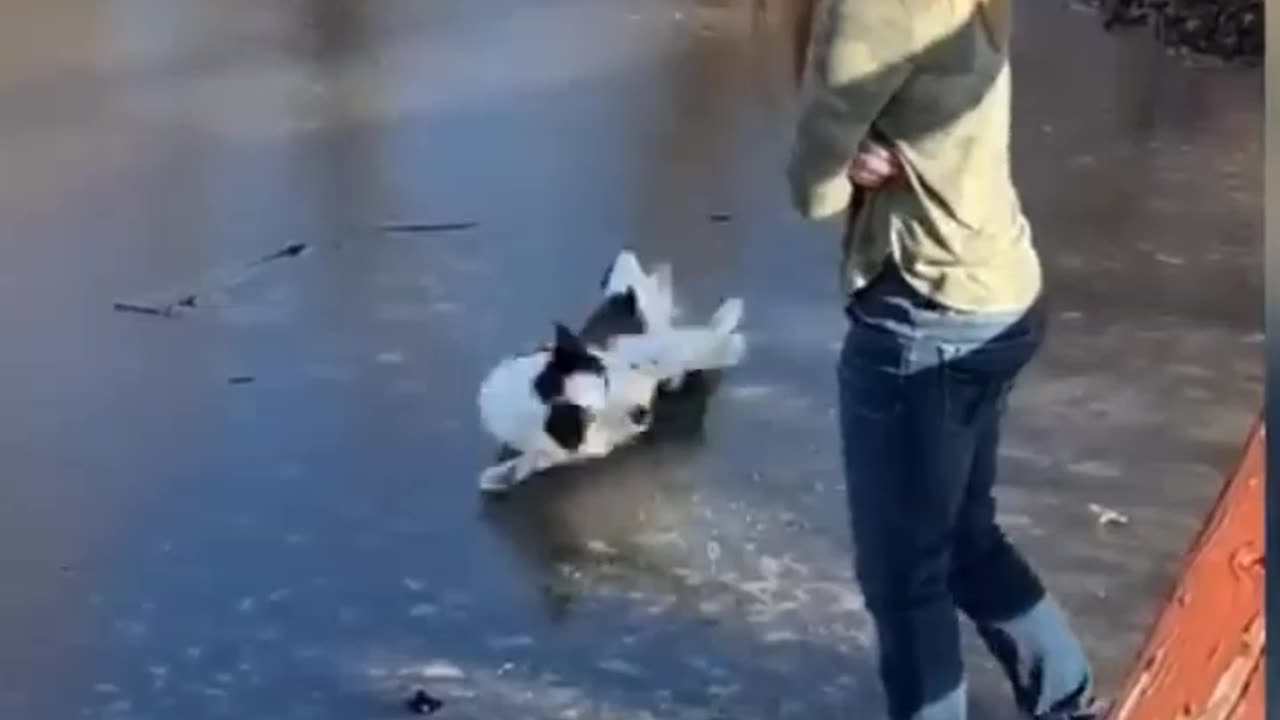 Funny and cute cat and dog videos 🐱🐶