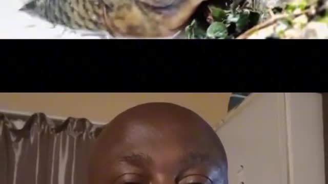 Funny videos from ticktock