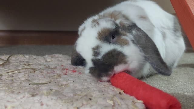 Bunny Snack Time!