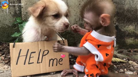 Cute dog video || Cute monkey video ||lovely video ||amazing