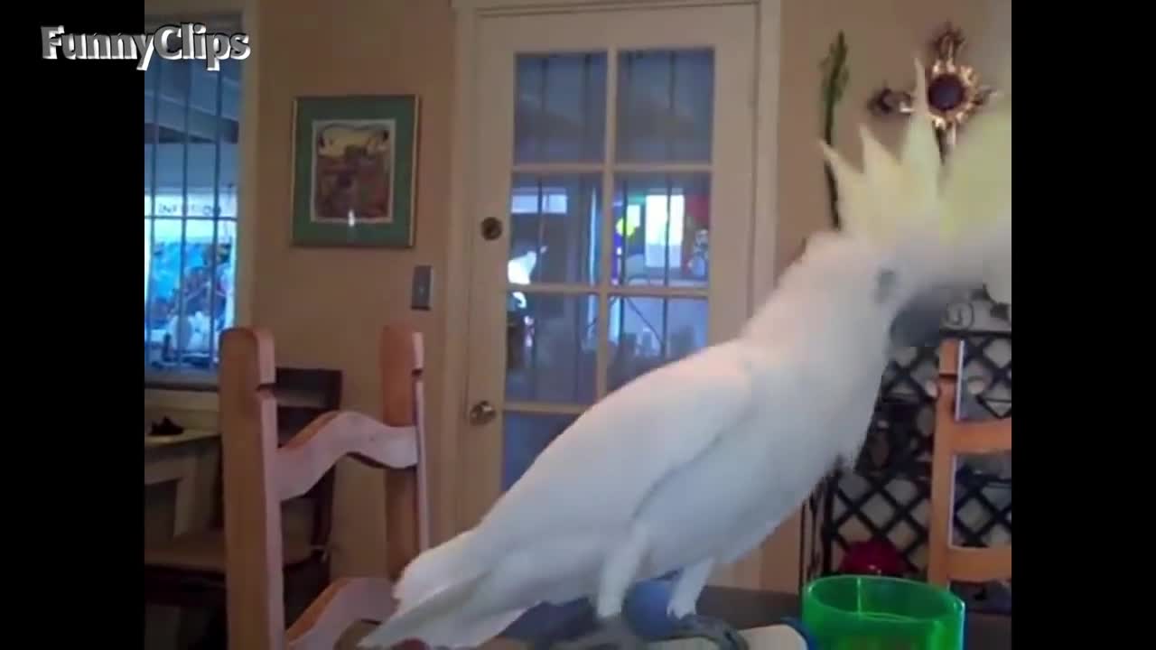 Dancing to music🐦🐦🐦🐦🐦🐦