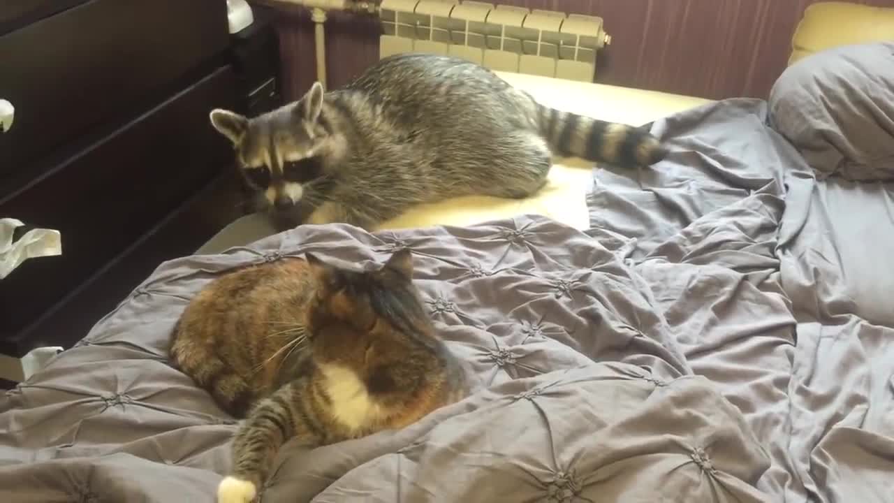 Raccoon meet a cat at home