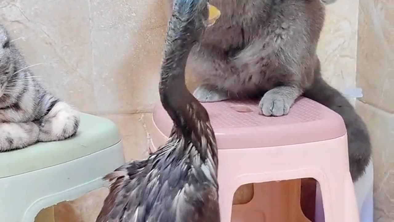 Cat and Duck fight funny