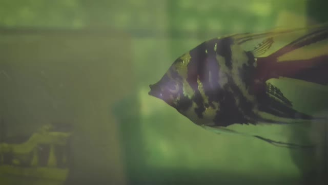 Angel fish ______