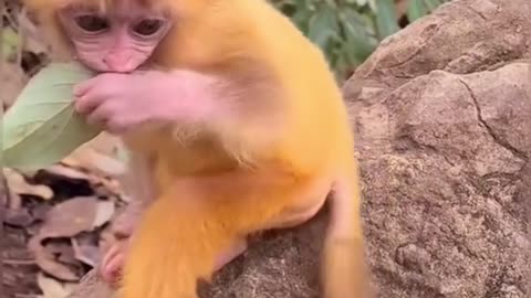 Monkey baby playing