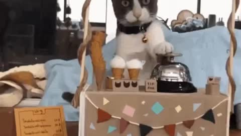 Cute Cat Gif! 🥰💗🐈