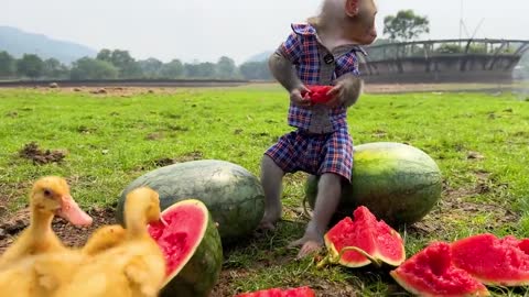 This monkey knows how to share food