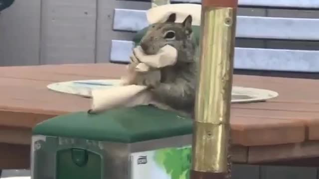 funny pet squirrel