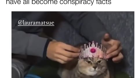 Cat tinfoil hat to crown 👑 upgrade