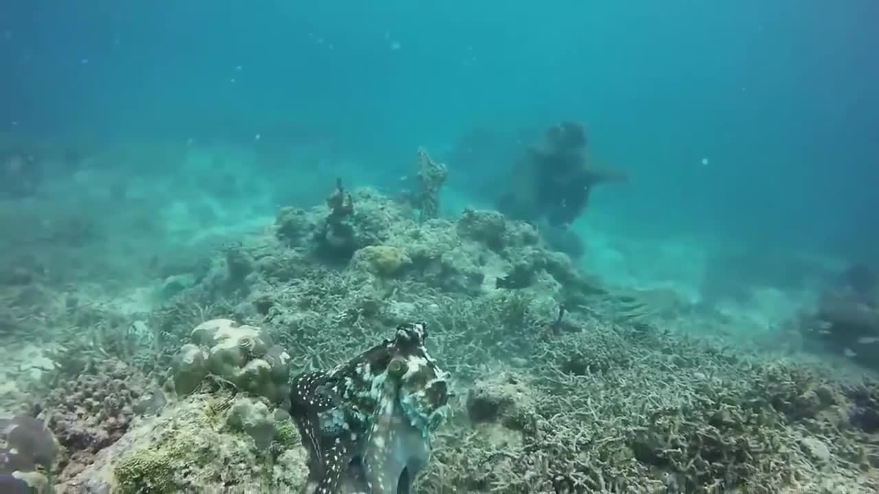 The Eagle Dies While Hunting Octopus In The Ocean