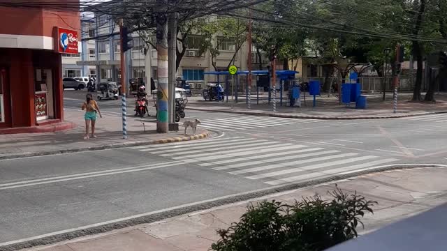 Good Dog Waits Patiently to Cross Road