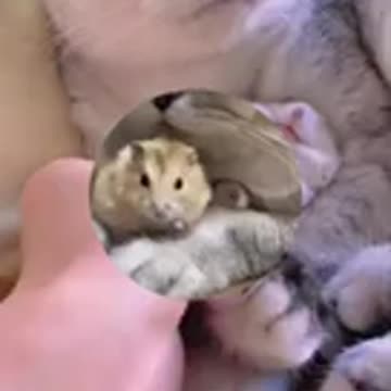 Cute Cat and Hamster😻Lovely cats Moments. Hamsters Cuddling Videos