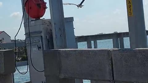 osprey bird