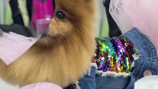 #puppycute #cutepuppy #cutedog #fyp