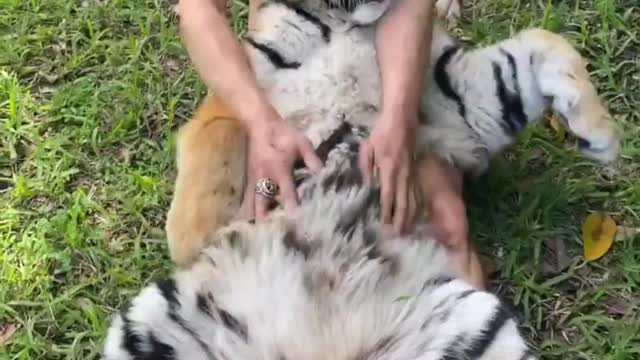 Sometimes it doesn't take force to conquer wild animals