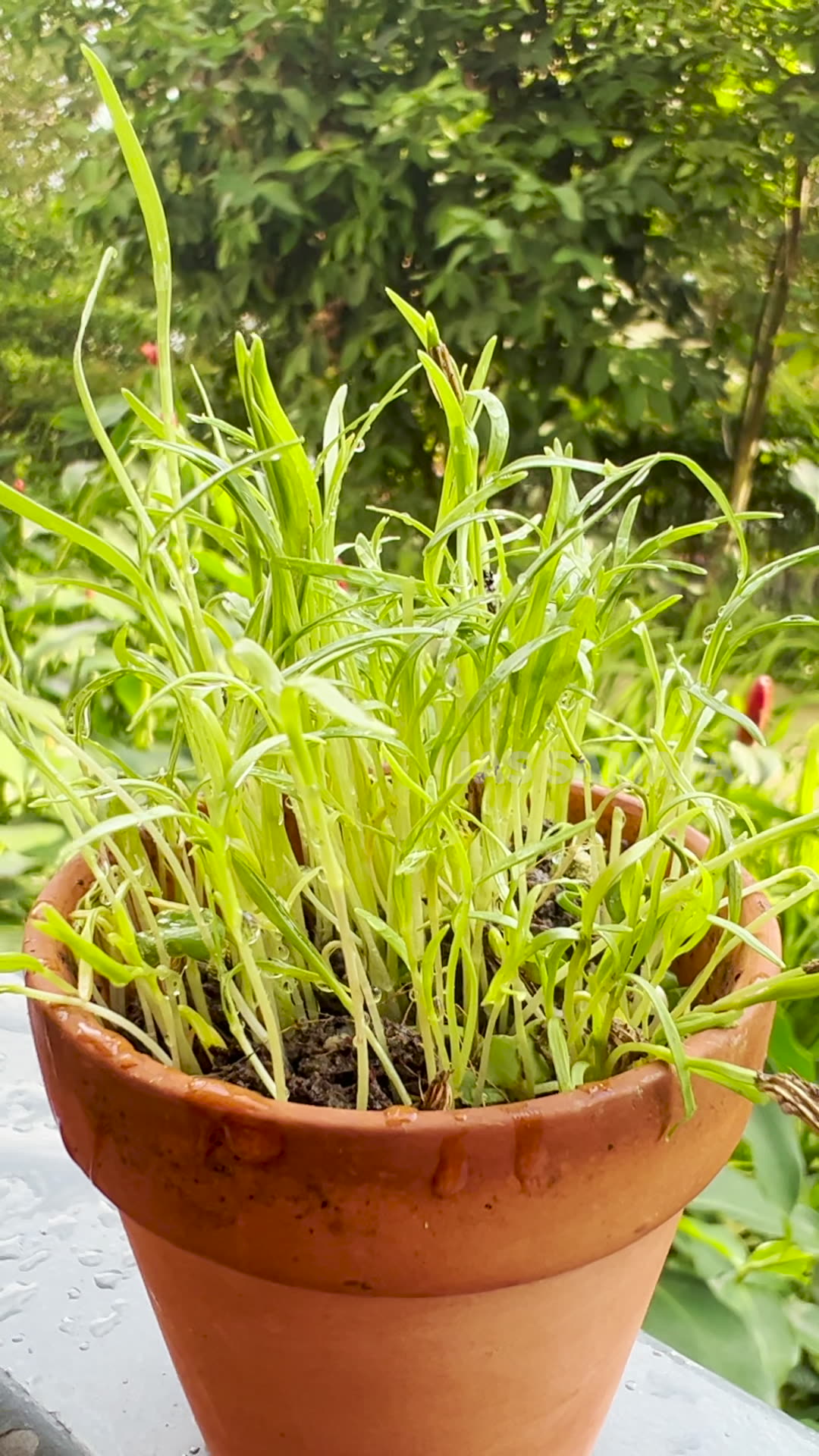 How To Grow Fennel Microgreens