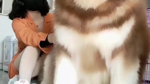 cute dog