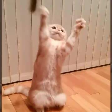 El gatito más hermoso disfruta de un precioso rato de juego