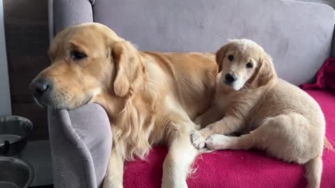 Inexperienced Dog Dad Learns To Parent His Puppies