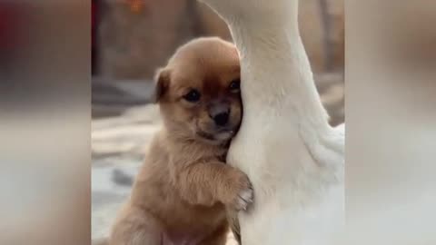 Be sure to watch this wonderful video about a duck and a puppy