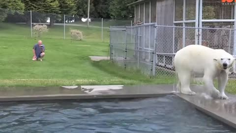 The Only Man In The World Who Can Swim With A Polar Bear_ Grizzly Man