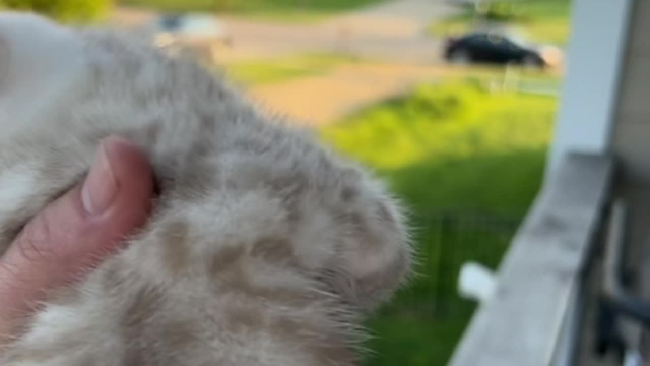 Mother cat return after hearing her kitten crying.