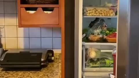 an impudent cat opens the refrigerator on its own