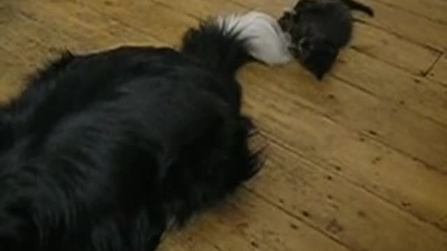 Kitten uses dog's tail as chew toy