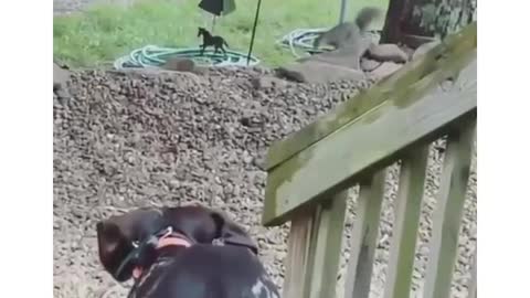 Dear Diary, the squirrel is back today.