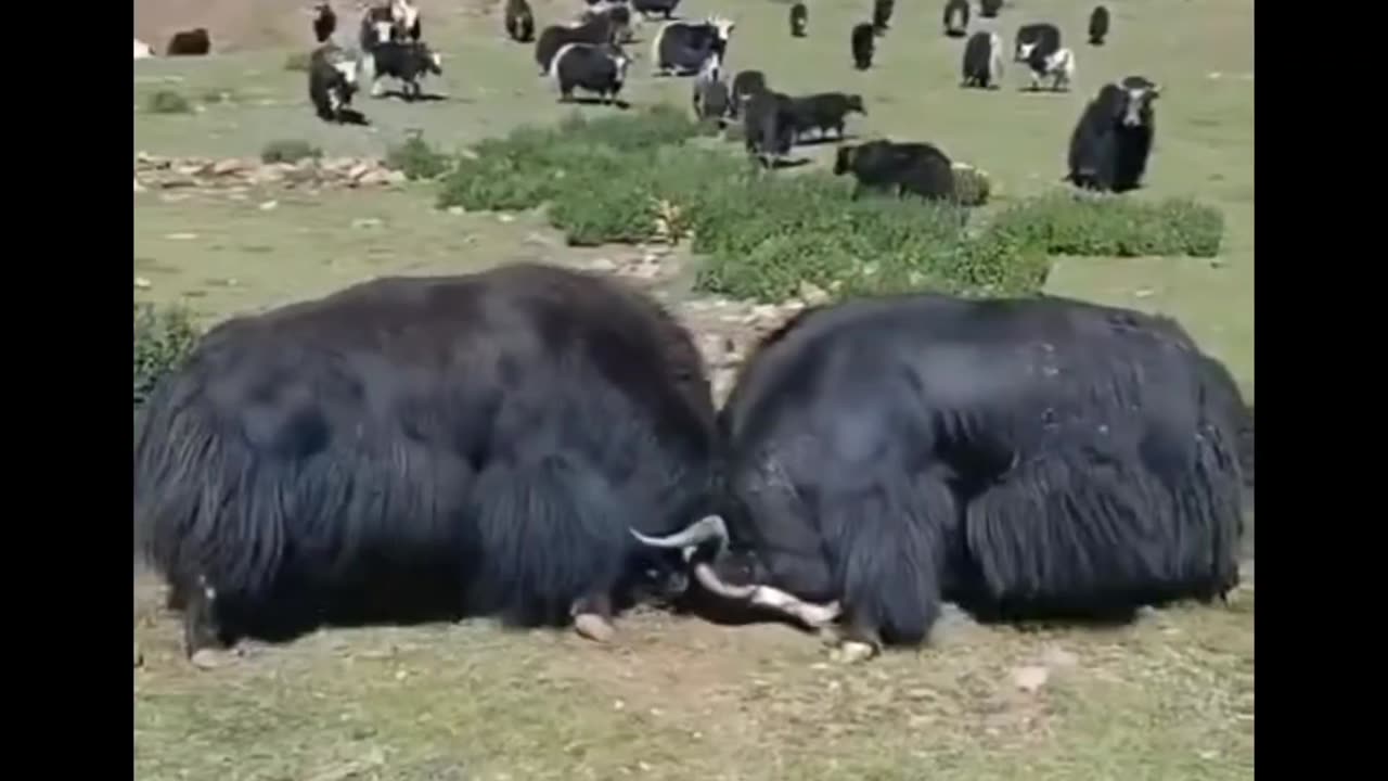 Tibetan yak fighting 🐂