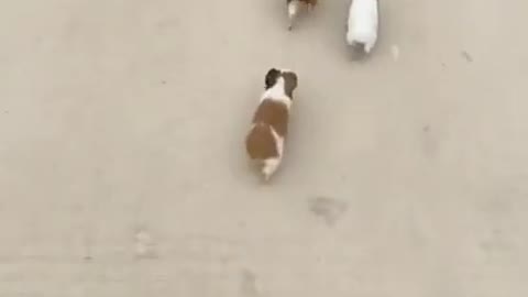 Adorable puppy helps mouse with four children to do running