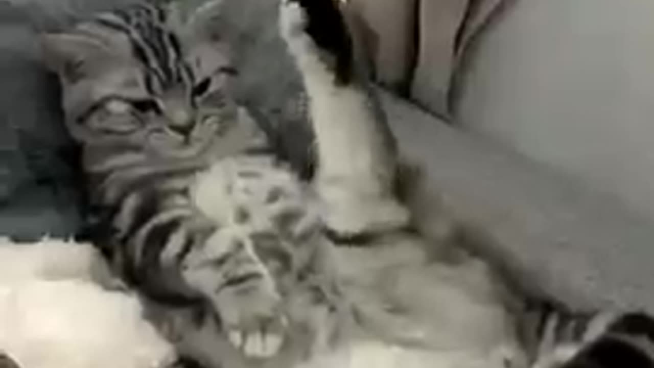 Funnyanimals